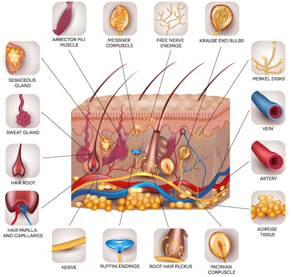 Cutaneous appendages and neural fibers