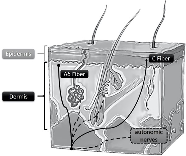 Schematic of histological cut of the skin showing neural fibers