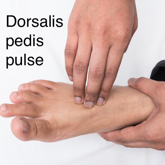 Dorsalis pedis pulse
