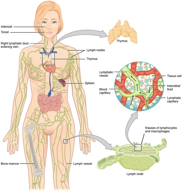 Anatomy of the lymphatic system. By OpenStax College 