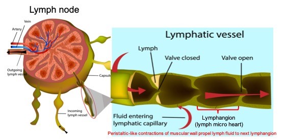 Lymph node and lymph vessel