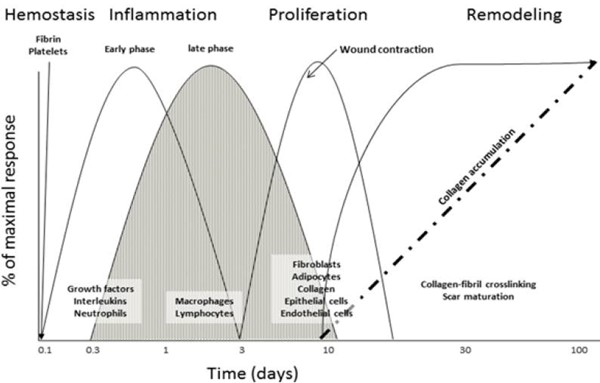 Schematic of the classical wound healing process