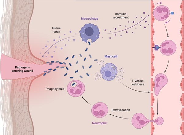 Neutrophil recruitment pathway