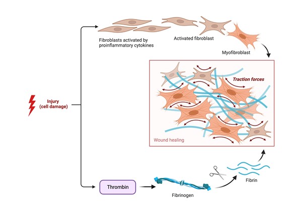 Fibroblast and Fibrin Activity in Wound Healing