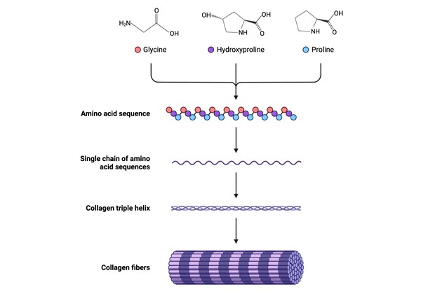 Collagen Structure