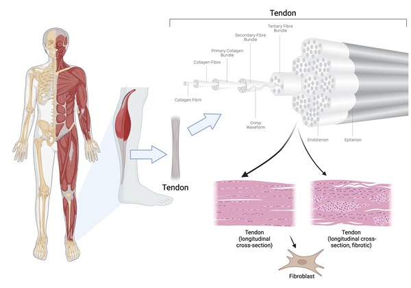 Tendon anatomy and histology