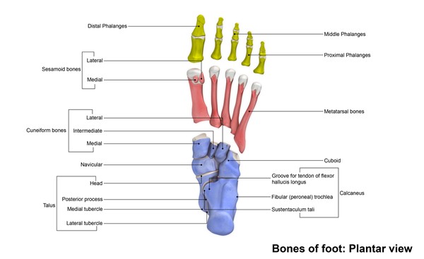 Bones of the foot