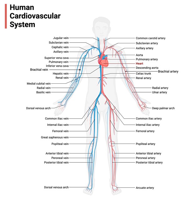 Arterial and venous systems