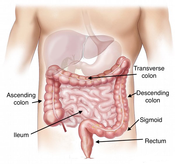 Small and large intestine