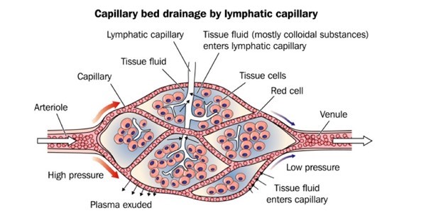 Lymphatic capillary