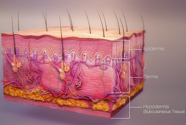 Epidermis, dermis and hypodermis. https://www.scientificanimations.com/, CC BY-SA 4.0 