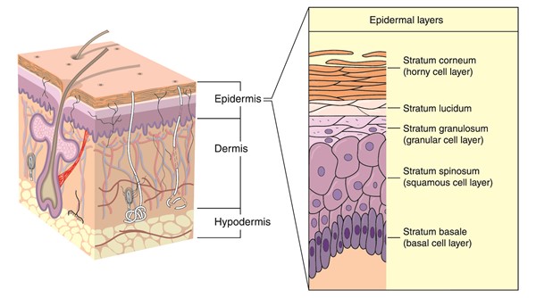 Layers of the epidermis